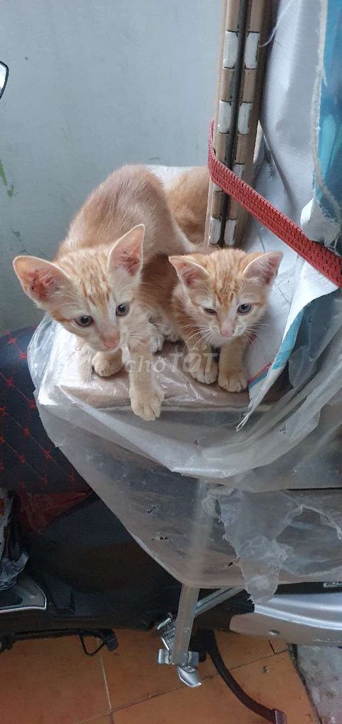Фото 2: Отдам котенка