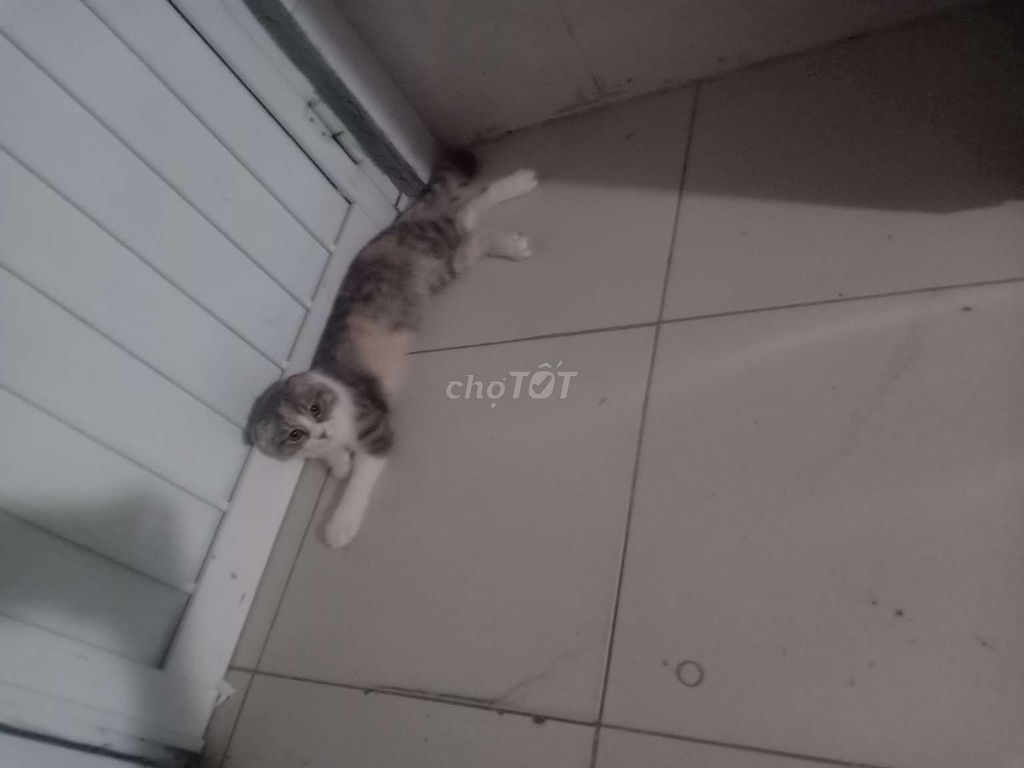 Вислоухая кошка трёхцветная