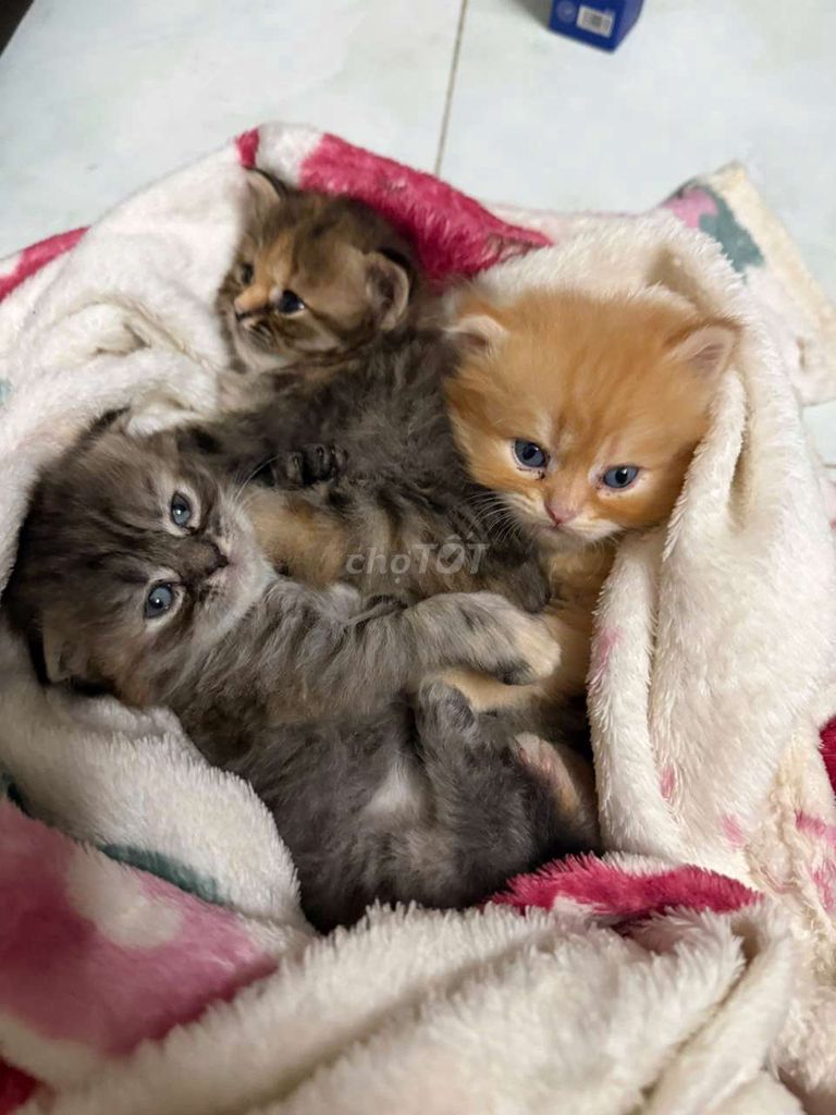 Фото 3: Серый и рыжий котёнок манчкин, 1 месяц