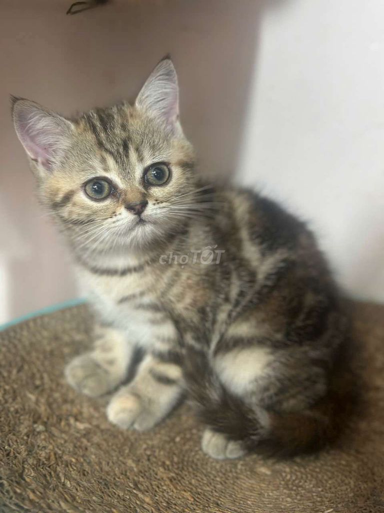 Британская короткошёрстная кошка табби, 2 месяца