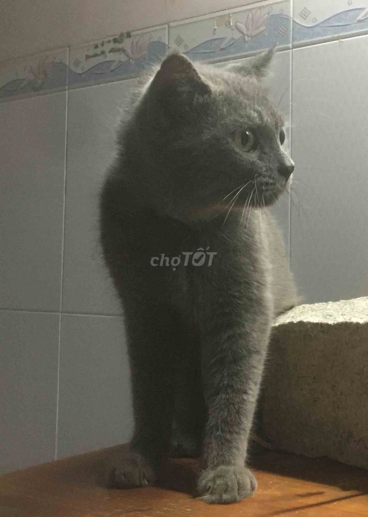 Английский кот серый самец