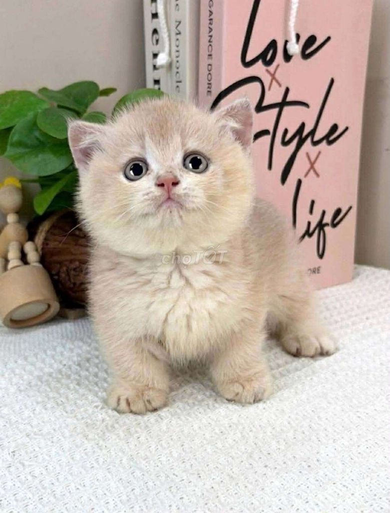 Котенок кремовый золотистый