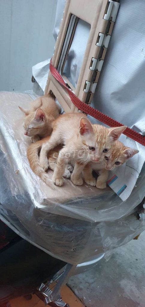 Отдам котенка