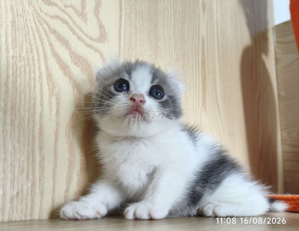 Американский вислоухий кот, бело-серый, розовый нос, Вунгтау