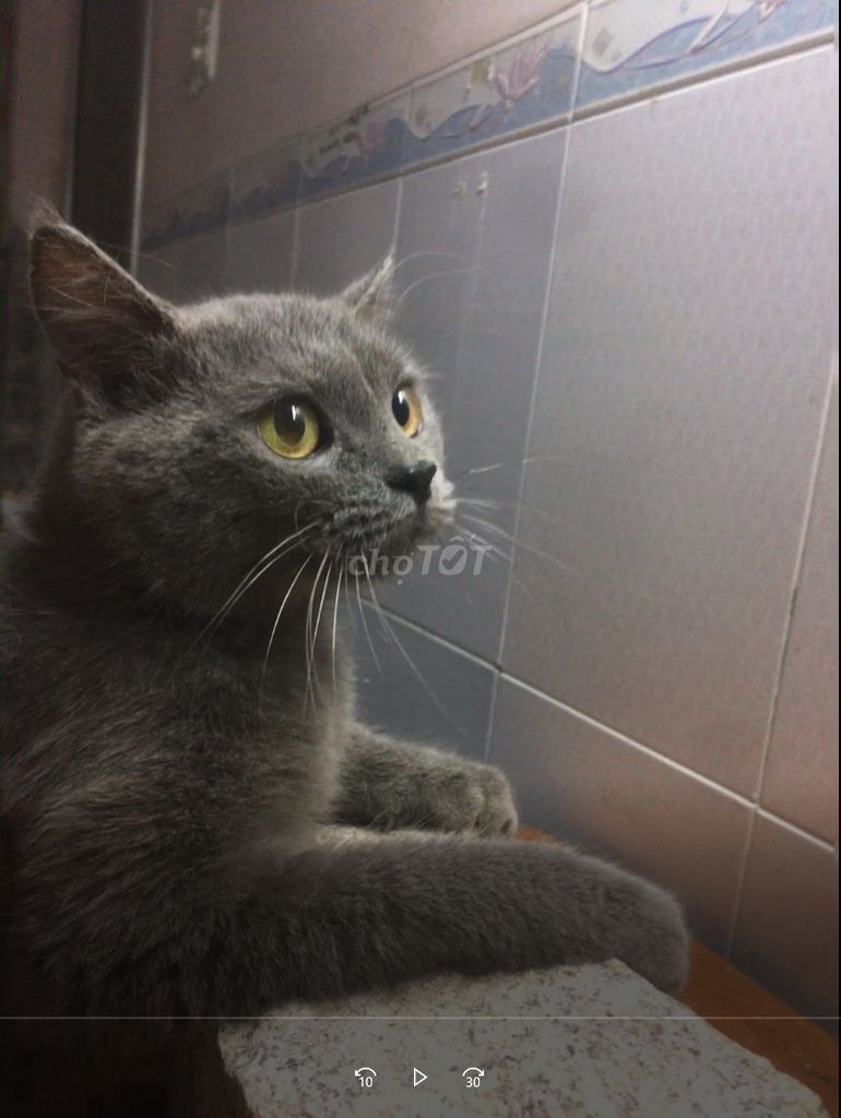 Фото 2: Английский кот серый самец