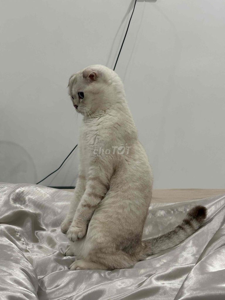 Британские короткошерстные кот и кошка, стерилизованы