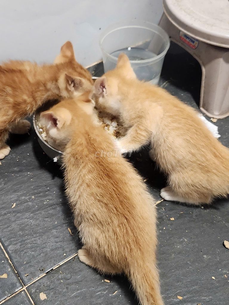 Котенок рыжий, 1 месяц