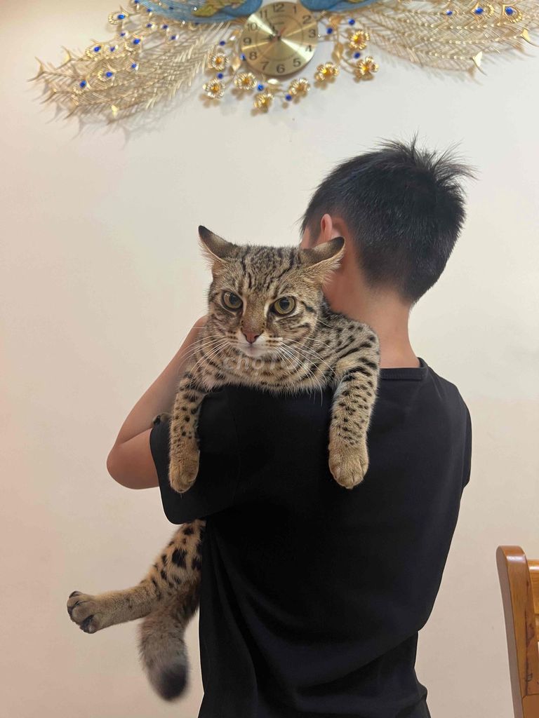 Кот бенгальской породы, чёрно-коричневый полосатый