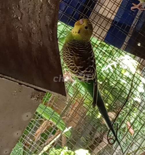 Австралийский попугай зеленый, желтый, здоровый