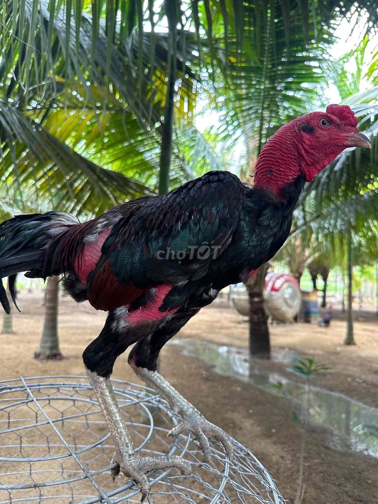 Gà chọi tía 2.7kg chân xanh