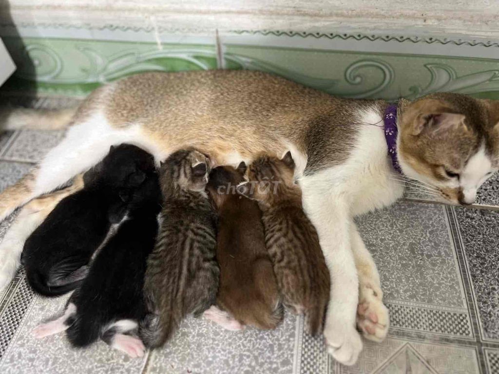 Отдам домашнюю кошку