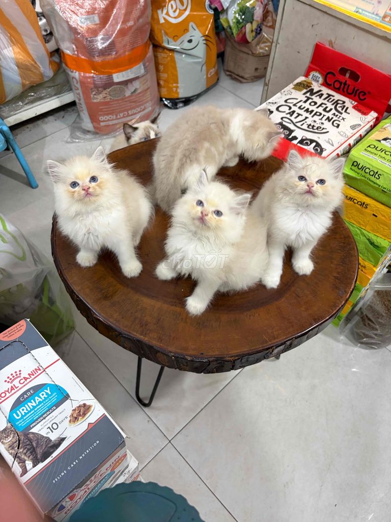 Котята рэгдолл, мальчик и девочка, 50 дней, белые