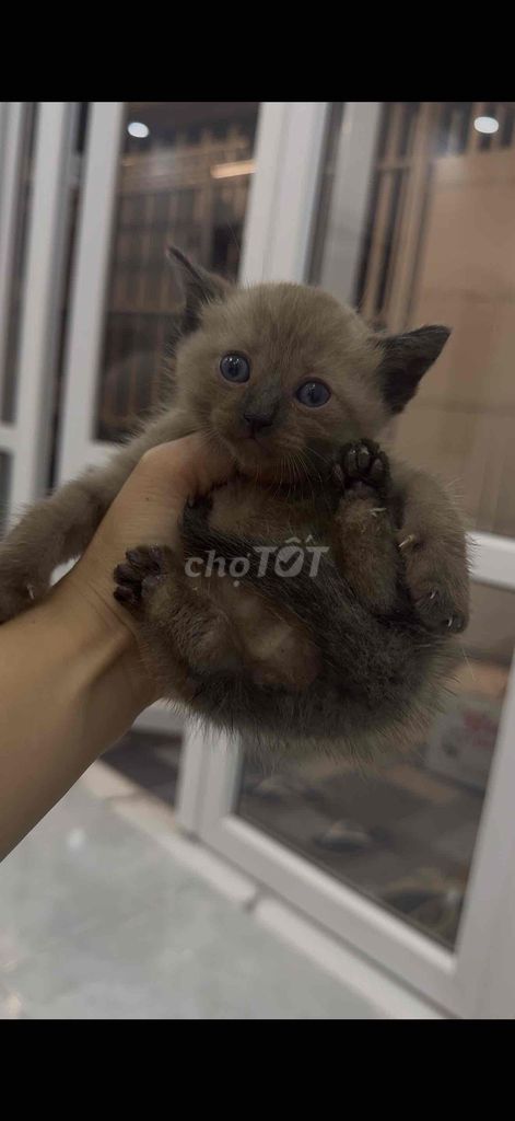 Британская короткошерстная кошка сиамская и черная