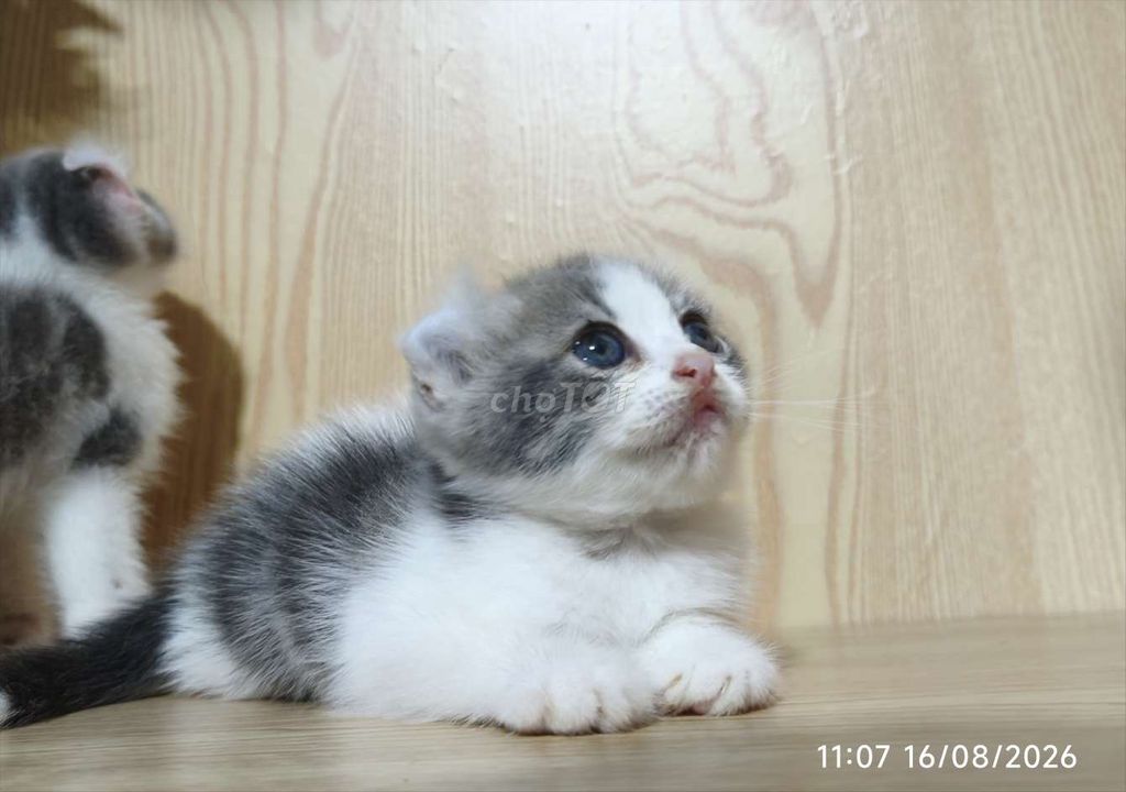 Фото 3: Американский вислоухий кот, бело-серый, розовый нос, Вунгтау