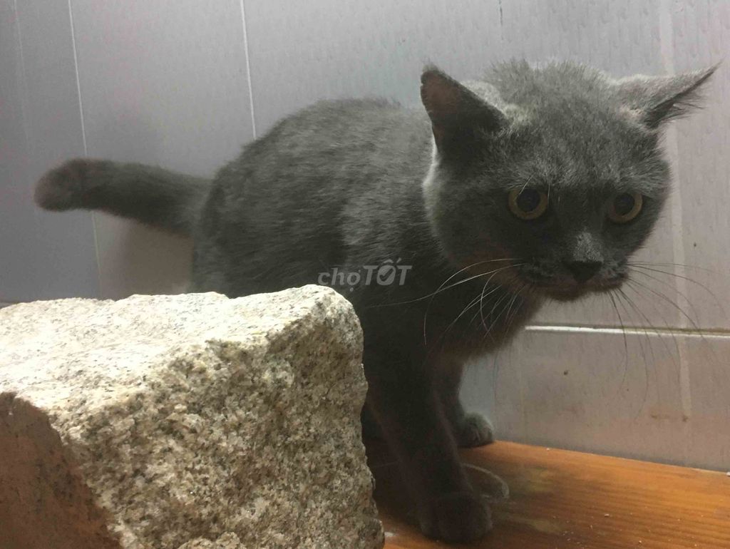 Фото 3: Английский кот серый самец