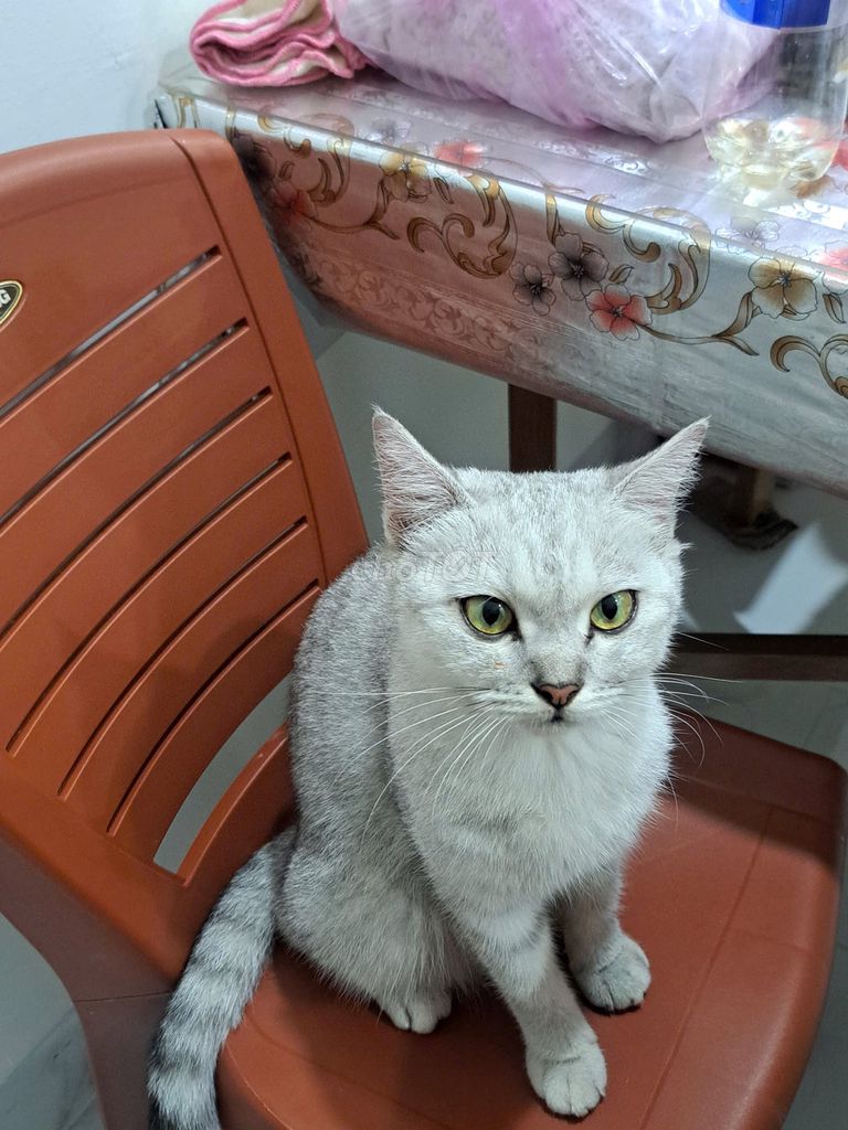 Британская короткошёрстная кошка, серый окрас