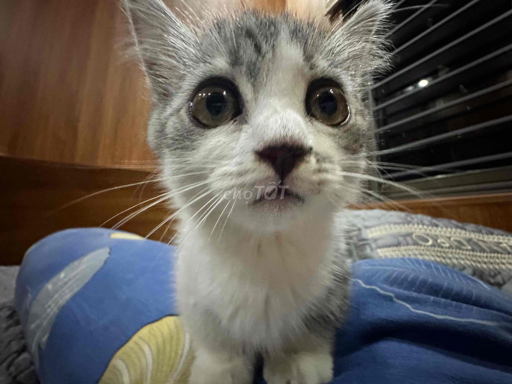 Mèo Anh chân ngắn Cái 2 tháng Trắng xám