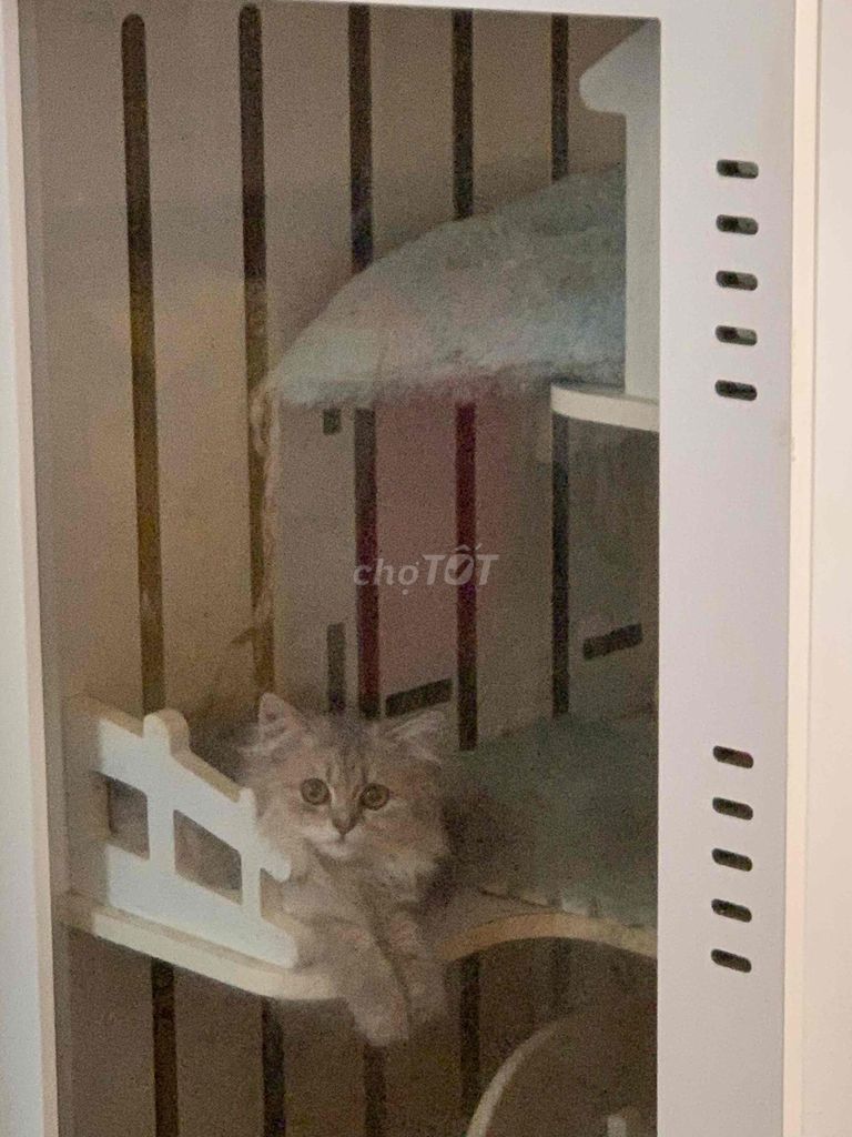 Кошка Ald, самка, 1 год, возможен обмен на аквариумистику