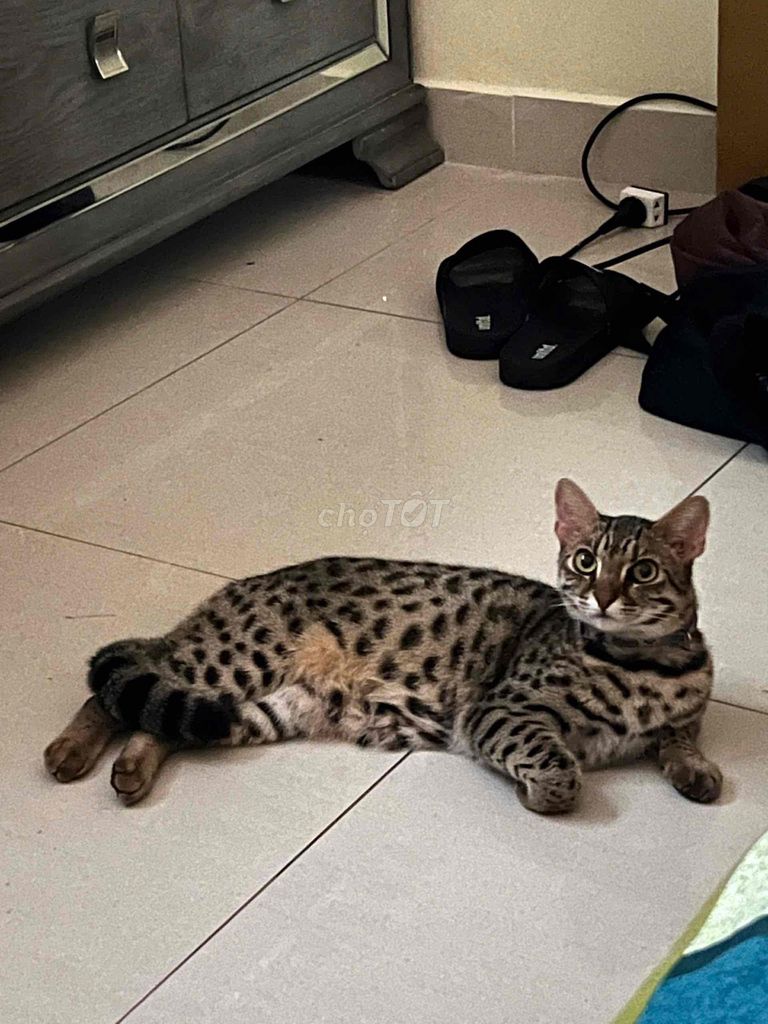 Бенгальский кот, самец, полосатый с пятнами