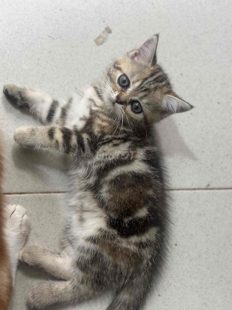Разноцветные котята, 2 месяца