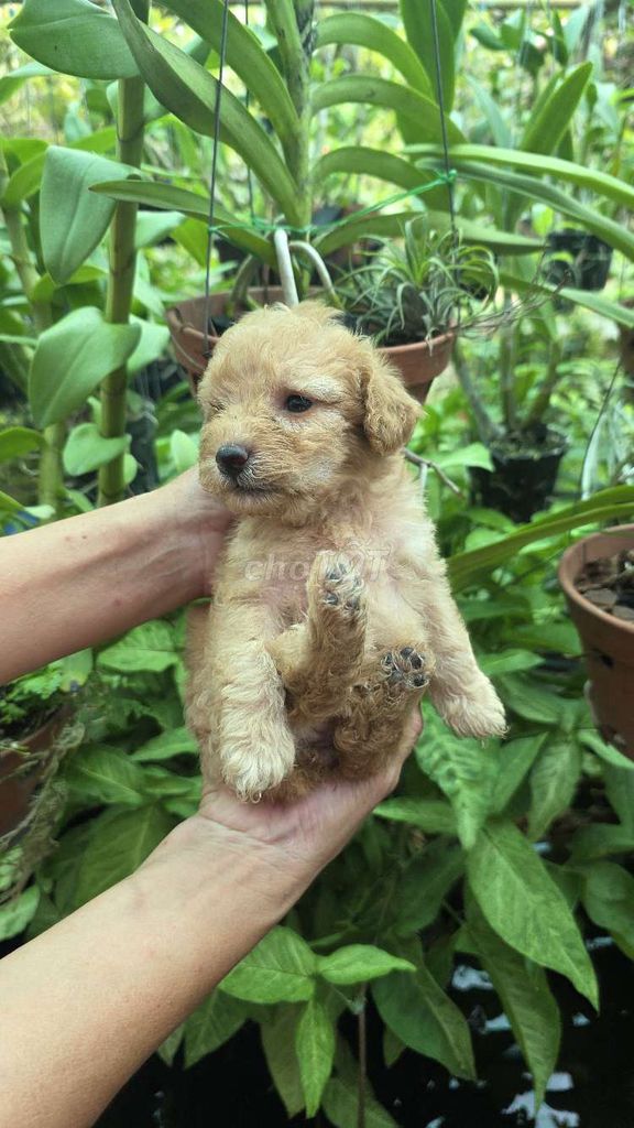 Щенки пуделя чистопородные коричневые 1 месяц
