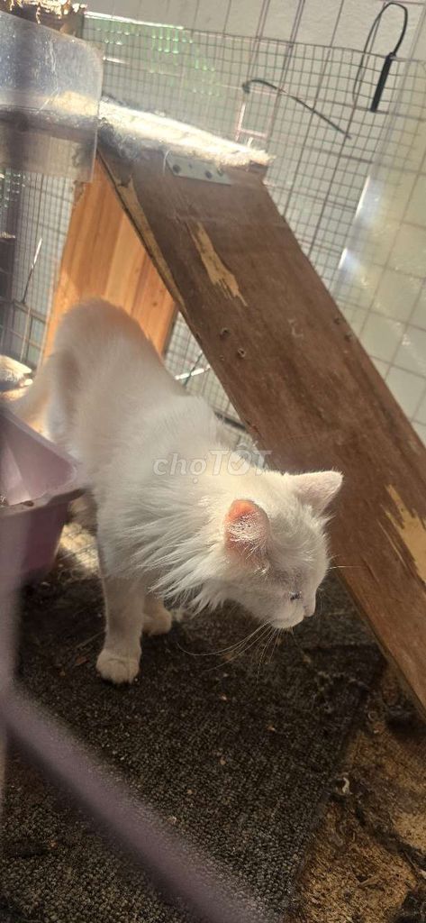 Фото 3: Белый длинношерстный кот
