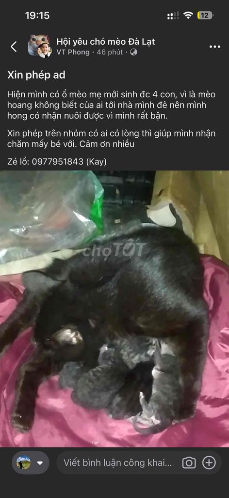 Черный и серый полосатый котенок