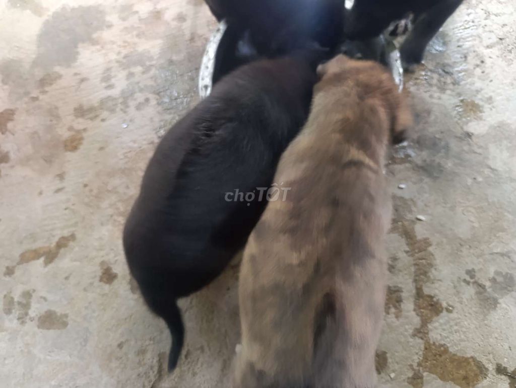 Chó lai Phú Quốc con Đen, Nâu vằn khỏe mạnh