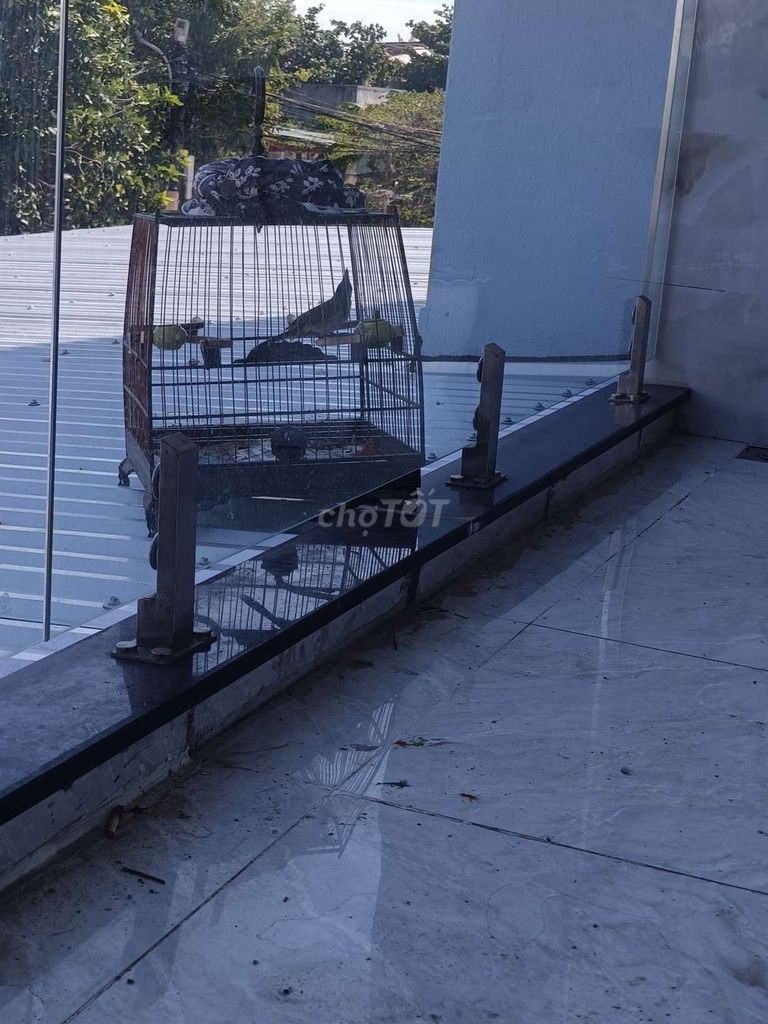 Chim chào mào đã sổ giọng dạn 85%