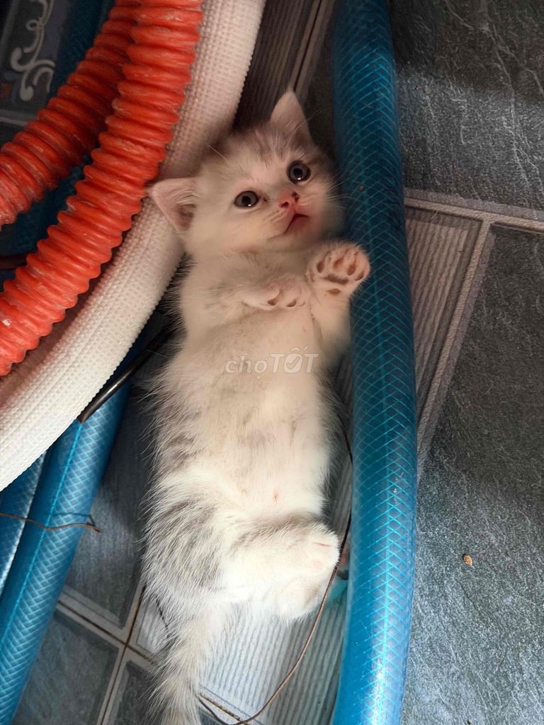 Котенок породы Аляскинский клыкач? полосатый, бело-серый