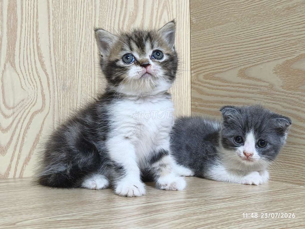 Кот британской короткошерстной породы, полосатый табби