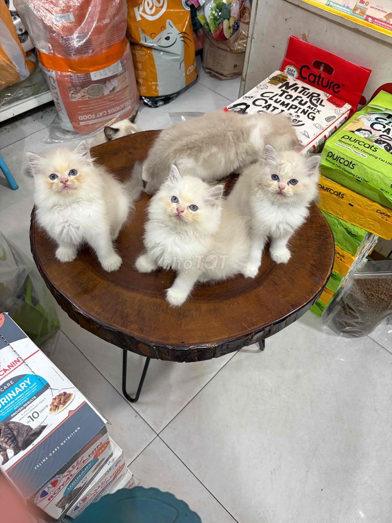 Фото 3: Котята рэгдолл, мальчик и девочка, 50 дней, белые