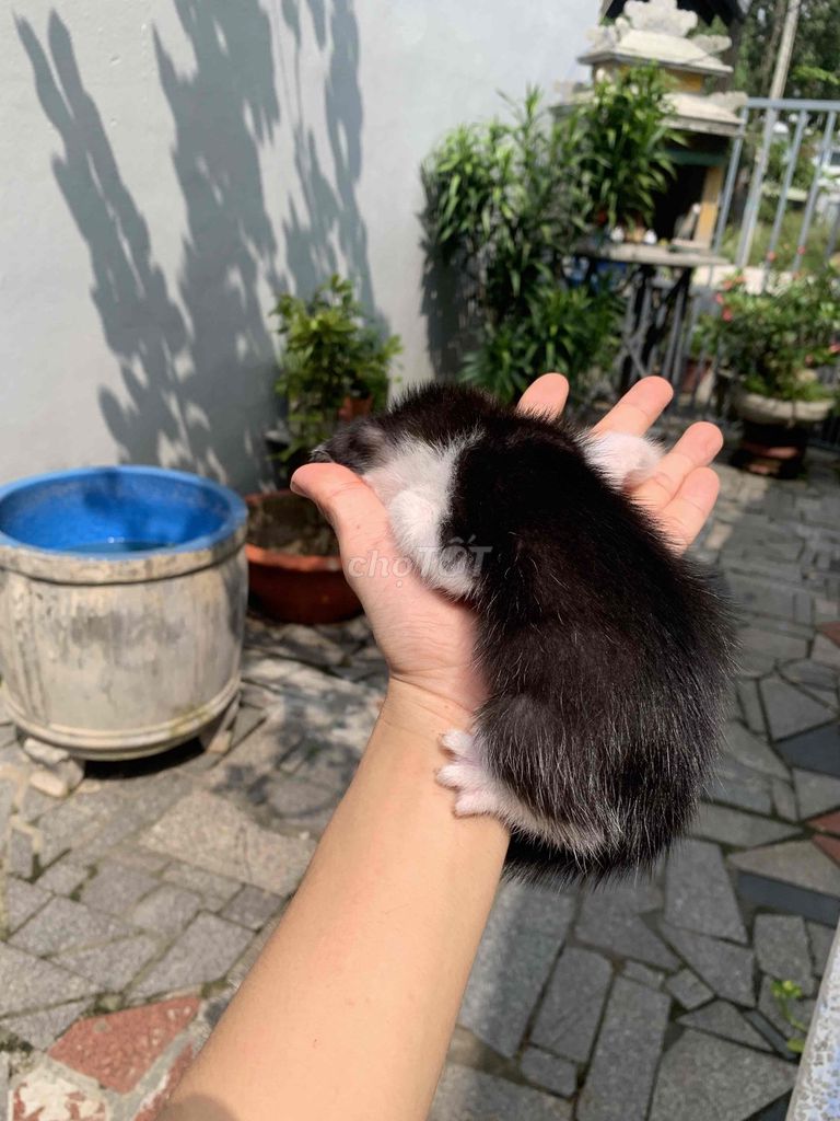 Фото 2: Отдам домашнюю кошку