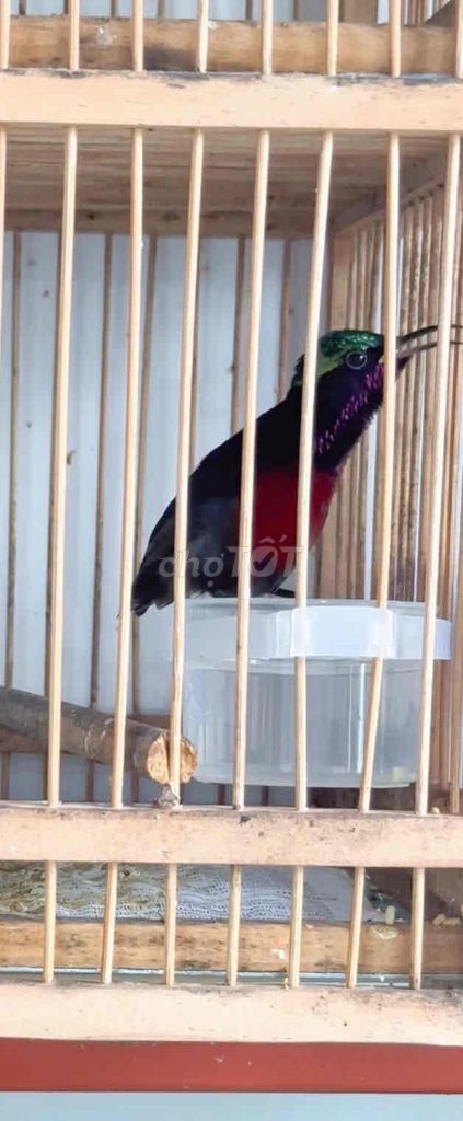 Chim hút mật 7 màu trống lông đẹp