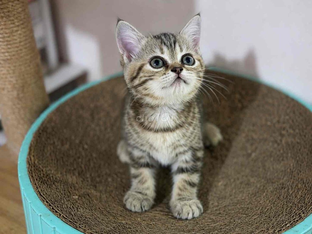 Британская короткошерстная кошка табби, 2 месяца