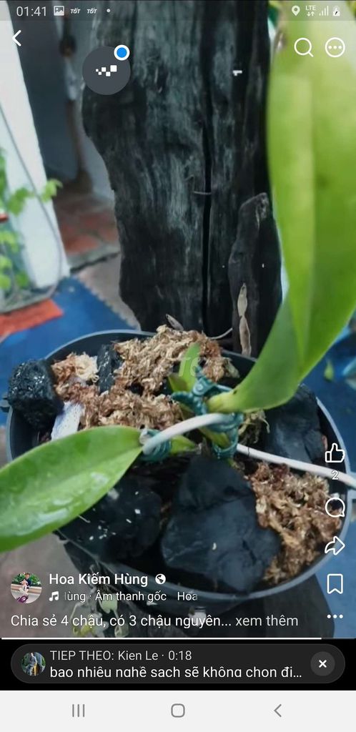 Фото 2: Орхидеи 4 горшка Зеленые листья