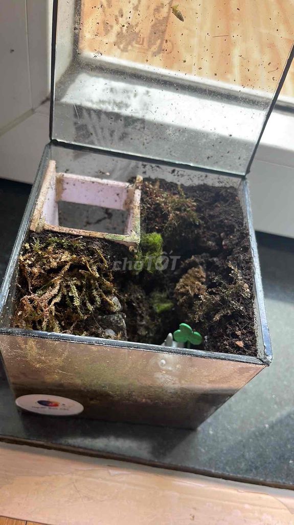 Террариум стеклянный многогранный, Cubic с подсветкой