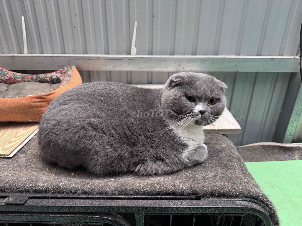 Фото 2: Британская короткошёрстная вислоухая кошка серо-белая