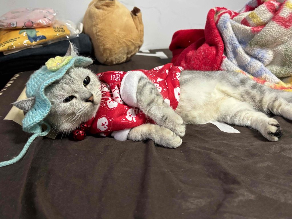Фото 3: Кошка породы Aln коротколапая, полосатая, девочка, 2.5 года