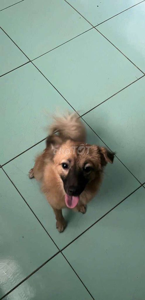 Фото 2: Chó Poodle nâu 6 tháng tuổi