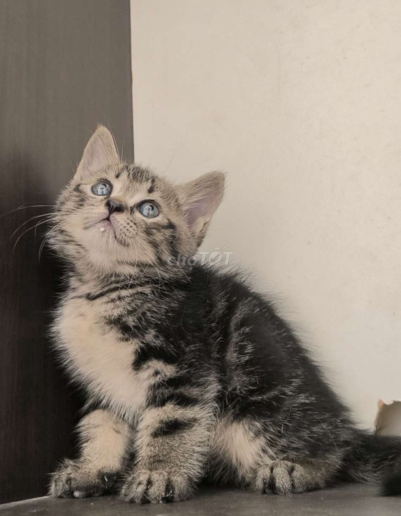 Вунгтау, котенок ALN супердешево, родители дома