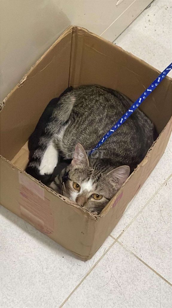 Фото 2: Котенок АЛН помесь с Муоп 5 месяцев
