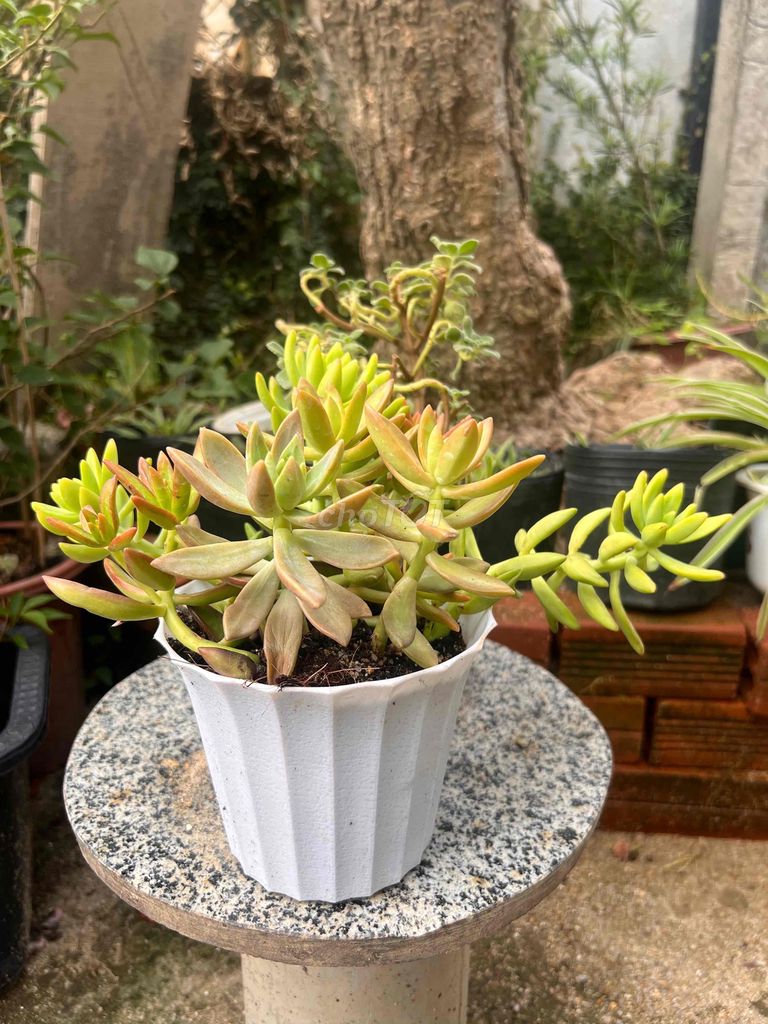 Очиток (Sedum)