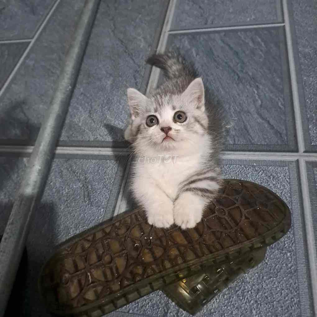 Котенок ALN серо-белый полосатый, 45 дней