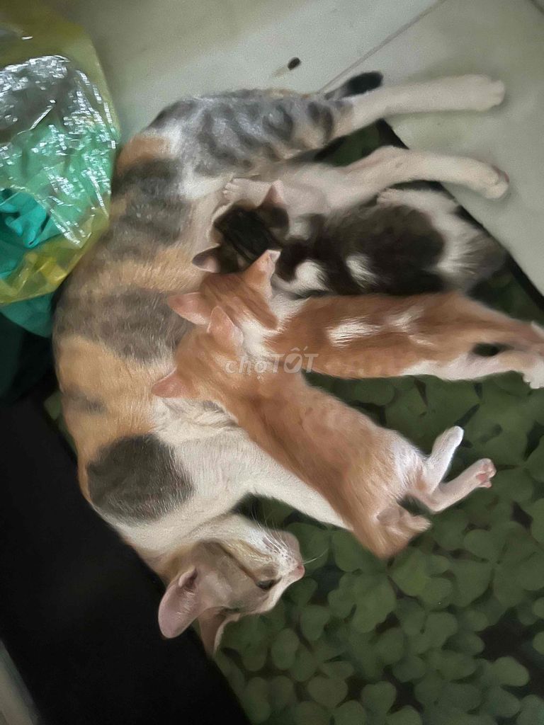 Кошка трёхцветная, 6 штук