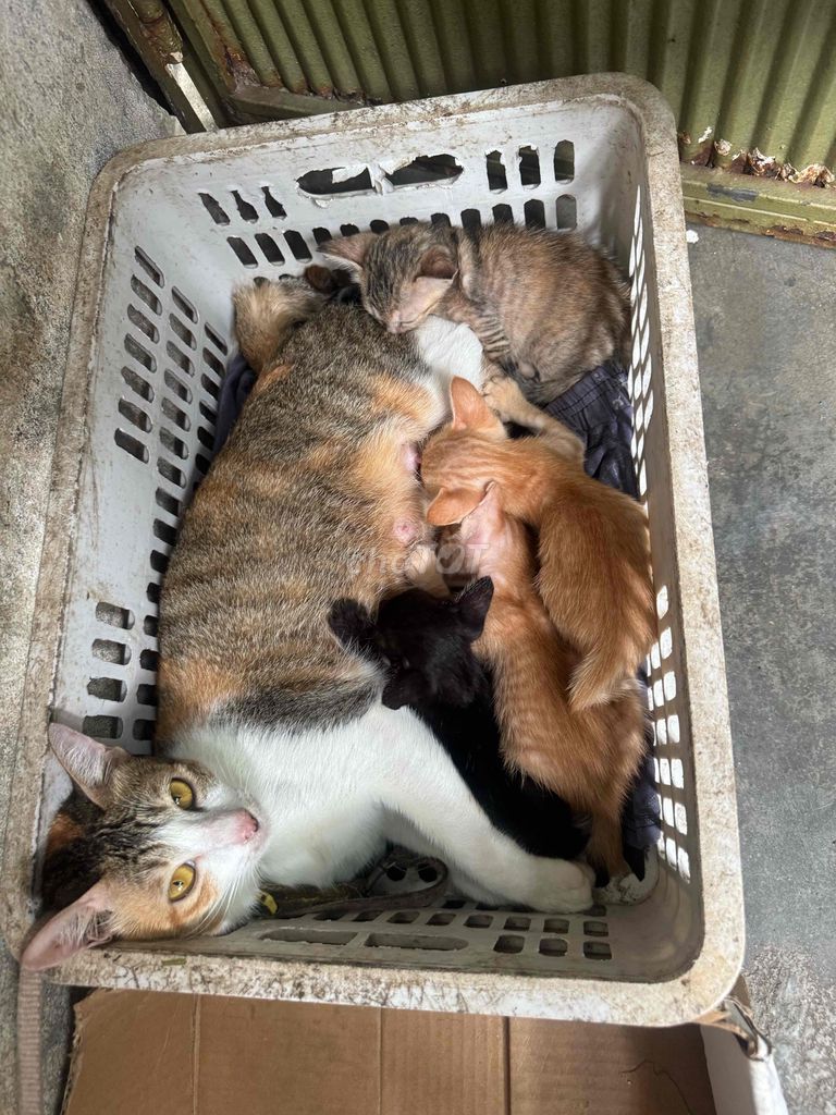 Котята мальчики и девочки черные, рыжие, полосатые, хорошие