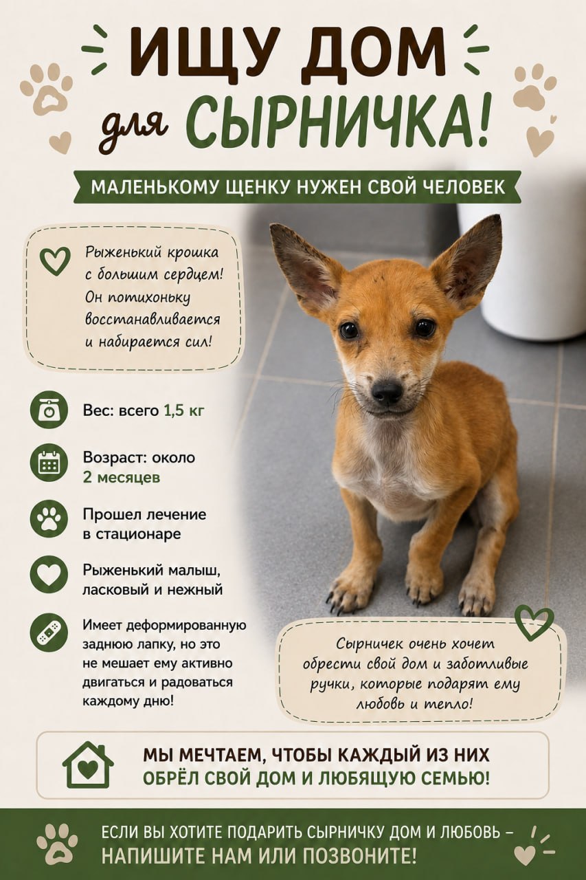 Ищем любящих хозяев для двух спасённых котят: Арчи и Сырничек