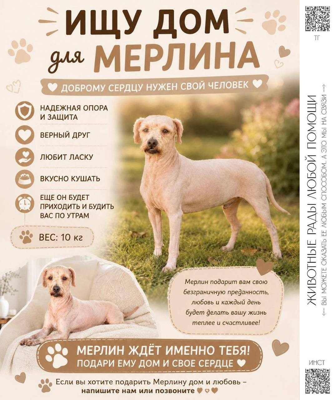 Фото 2: Отдаем в хорошие руки собак, спасенных с бойни