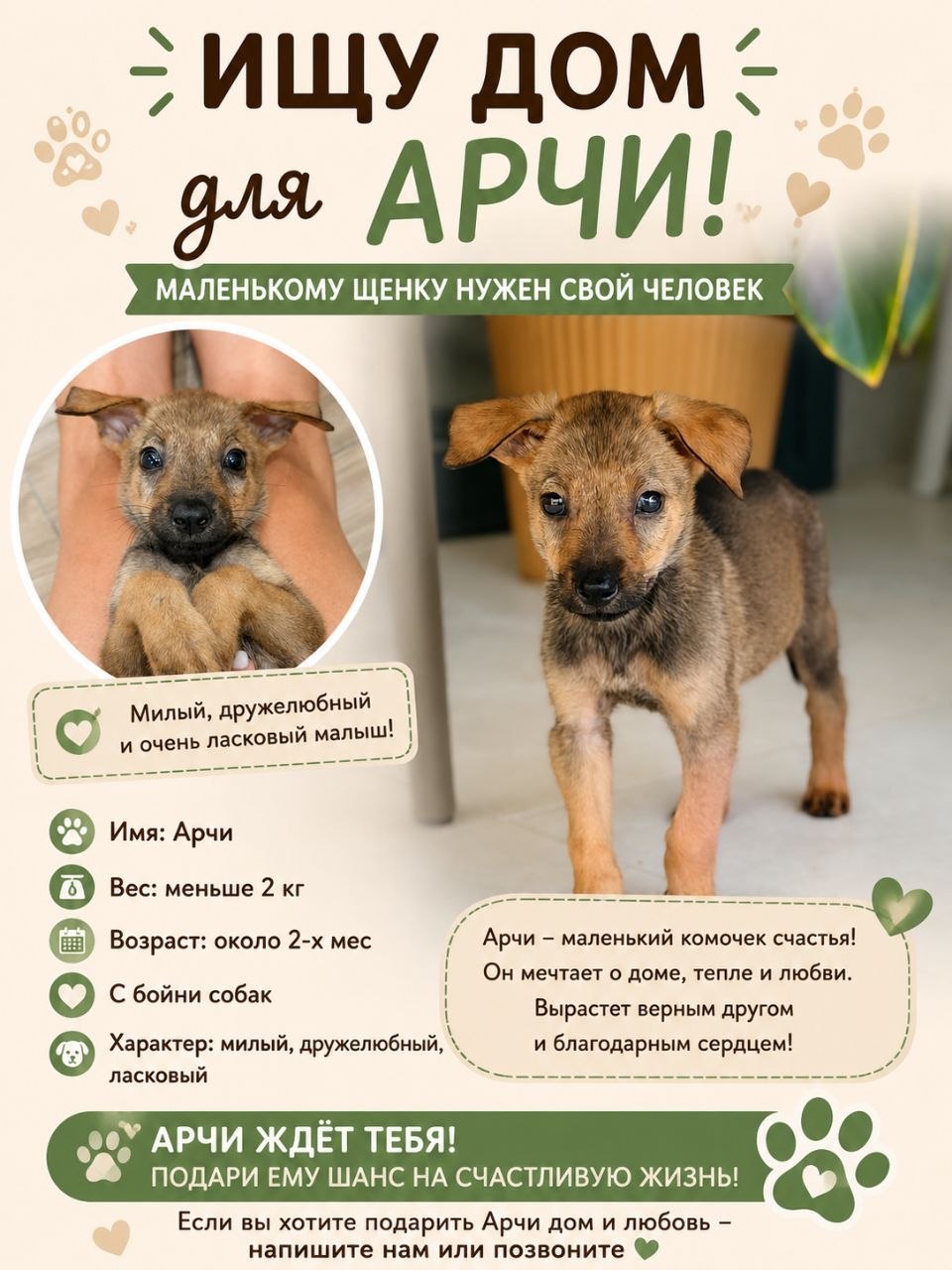 Щенок Арчи, около 2 месяцев, вес 1,5 кг, здоров, обработан от паразито