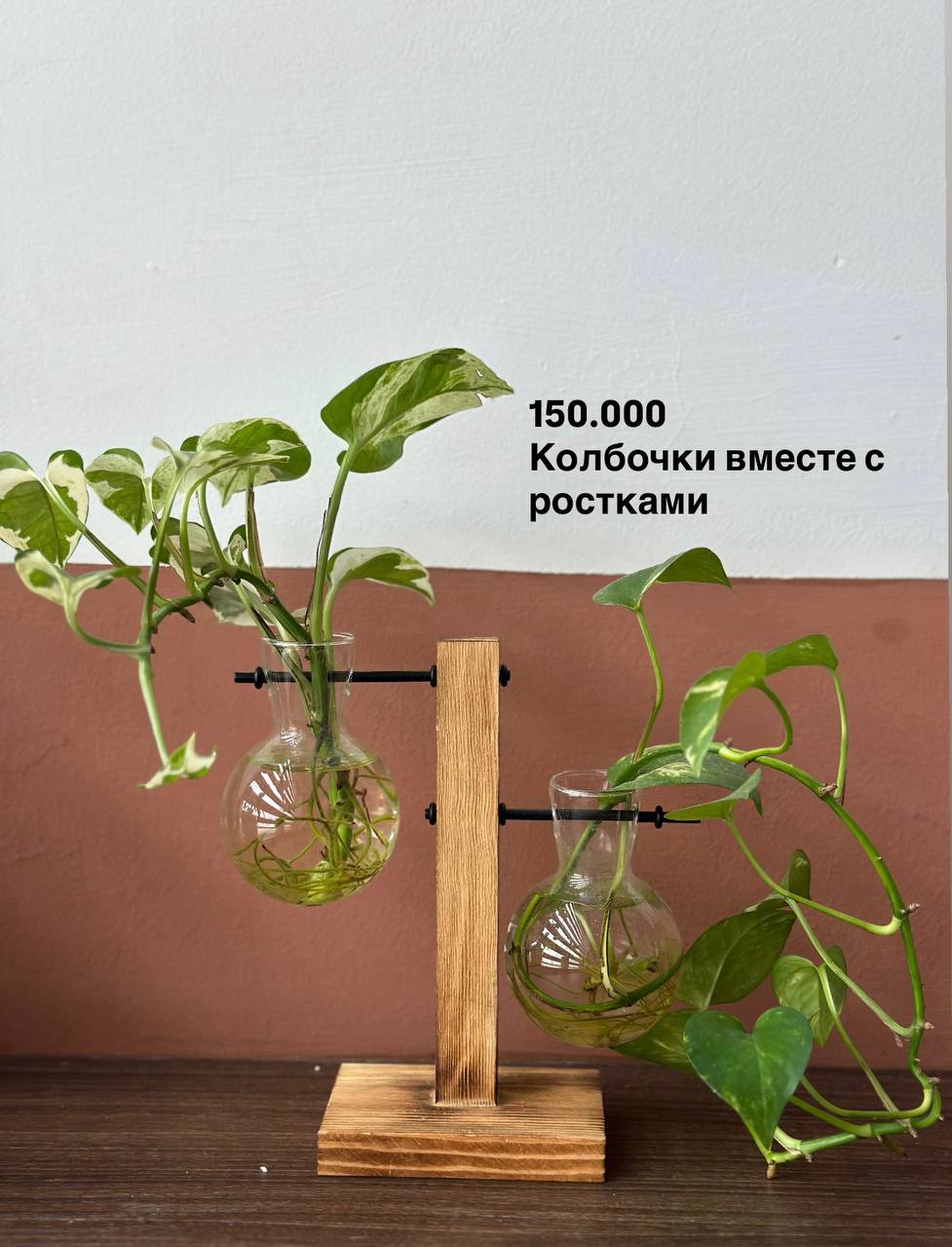 Продаются красивые здоровые растения